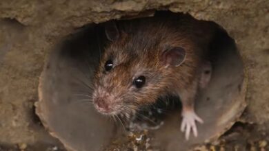Expert Guide to Choosing Rodent Removal Sydney Services