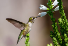 Best Hummingbird Feeders for Small and Large Yards