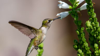 Best Hummingbird Feeders for Small and Large Yards