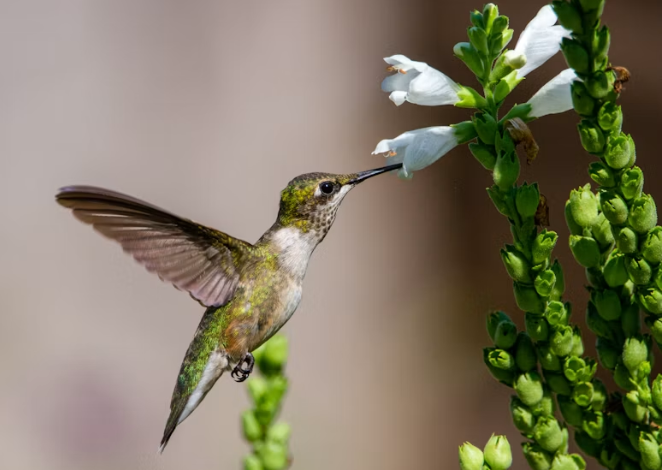 Best Hummingbird Feeders for Small and Large Yards
