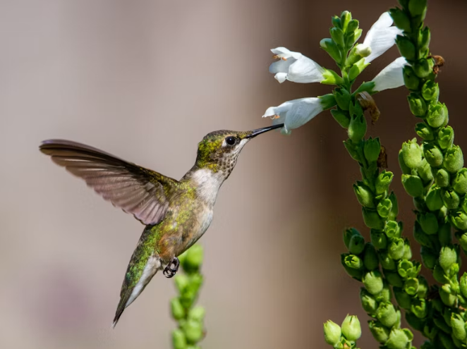 Best Hummingbird Feeders for Small and Large Yards Best Hummingbird Feeders for Small and Large Yards